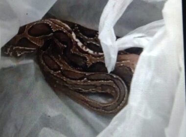 பாம்புக் கடிக்கு இலக்காகி 04 பிள்ளைகளின் தாயார் உயிரிழப்பு!